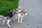 Jack Russell Terrier and Beagle puppy for a walk in the city Park