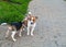 Jack Russell Terrier and Beagle puppy for a walk in the city Park