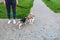 Jack Russell Terrier and Beagle puppy for a walk in the city Park