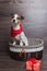 Jack Russell Terrier in brown basket