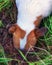 Jack Russell Terrier Burying its head in the ground