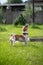 Jack Russell Terrier catches a spray of water. the dog is playing outside.