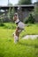 Jack Russell Terrier catches a spray of water. the dog is playing outside.