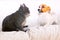 Jack Russell Terrier catches to a gray cat in profile