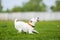 Jack Russell Terrier catching frisbee disk