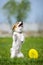 Jack Russell Terrier catching frisbee disk