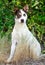 Jack Russell Terrier Cattledog Mixed Breed Dog