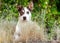 Jack Russell Terrier Cattledog Mixed Breed Dog
