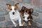 Jack russell terrier and chihuahua dogs posing together