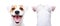 Jack Russell Terrier, closeup, front view and back view