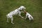 JACK RUSSELL TERRIER AND DALMATIAN PLAYING IN GARDEN