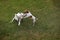 JACK RUSSELL TERRIER AND DALMATIAN PLAYING IN GARDEN