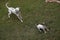 JACK RUSSELL TERRIER AND DALMATIAN PLAYING IN GARDEN