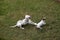 JACK RUSSELL TERRIER AND DALMATIAN PLAYING IN GARDEN