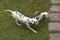 Jack Russell Terrier and Dalmatian playing on Lown