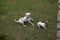 Jack Russell Terrier and Dalmatian playing on Lown