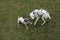 Jack Russell Terrier and Dalmatian playing on Lown