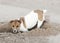 Jack Russell terrier digs hole in sand