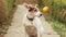 Jack Russell Terrier dog asks for a tasty treat on a path in the garden.