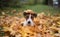 Jack Russell Terrier dog in autumn leaves