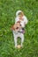 A jack russell terrier dog in a brown collar lies on a green grass