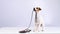 Jack russell terrier dog calls for a walk and gives a leash on a white background.