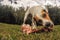 Jack Russell Terrier Dog Chewing A Big Bone