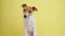 Jack russell terrier dog closeup portrait. Funny pet
