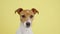 Jack russell terrier dog closeup portrait. Funny pet