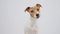 Jack russell terrier dog closeup portrait. Funny pet