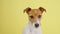 Jack russell terrier dog closeup portrait. Funny pet