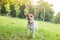 Jack Russell Terrier dog in collar stands in park