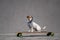 Jack Russell Terrier dog dressed in a plaid bandana rides a longboard.