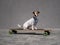 Jack Russell Terrier dog dressed in a plaid bandana rides a longboard.