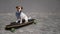 Jack Russell Terrier dog dressed in a plaid bandana rides a longboard.