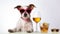 Jack russell terrier Dog with eyeglass and Cocktail