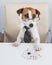 Jack russell terrier dog with glasses and tie plays poker. Addiction to gambling card games.