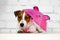 Jack Russell Terrier Dog holding pink umbrella front of white brik wall