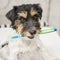 Jack Russell Terrier dog holding toothbrush . Ready to brush the teeth to avoid the need for a dentist