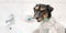 Jack Russell Terrier dog holding toothbrush . Ready to brush the teeth to avoid the need for a dentist