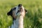 Jack Russell Terrier dog is looking up in front of a green meadow as background