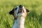 Jack Russell Terrier dog is looking up in front of a green meadow as background