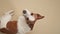 Jack Russell Terrier dog looks back over shoulder against a beige backdrop