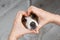 Jack russell terrier dog muzzle and female hands in the shape of a heart.