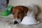 A Jack Russell Terrier dog near his favorite toys and an FFP2 mask used to protect himself from Coronavirus or Covid - 19  E