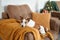 A Jack Russell Terrier dog nestled in a golden blanket on a sofa