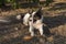 Jack Russell Terrier dog photo