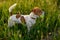 Jack Russell Terrier dog play with ball