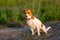 Jack Russell Terrier dog playing field green grass looking in camera