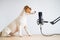 Jack russell terrier dog and professional microphone on a white background